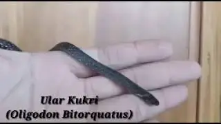 ULAR LANGKA/RARE SNAKE (Oligodon Bitorquatus)