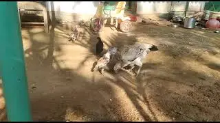 erode chicks available price 500 place krishnarajapete watsapp 9535905594