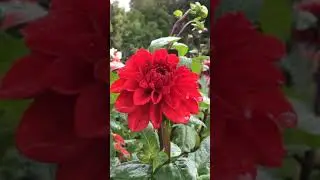 Amazing Beautiful Eye-catching Colorful Dahlia Flowers 😍  Daliya or Daliya Flowers💐 #flowers #nature