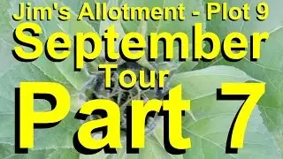 Jim's Allotment - Plot 9 - September Tour Part 7 - Onions, Comments & Tour