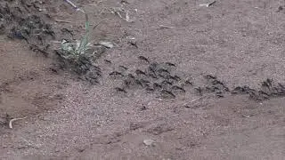 Fearsome predators &ndash; a column of African Matabele Ants on the move