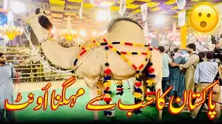 CAMEL HEAVYWEIGHT CHAMPIONSHIP || MOST EXPENSIVE CAMEL OF PAKISTAN || PUNJABI HEERAY VLOGS