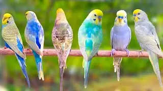 10 Hours of Non-Stop Cheerful Budgies! Enjoy the cutest moments of these playful parrots all day