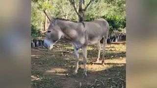 Desaparece el famoso burro Ignacio: mascota del merenguero Rubby Pérez