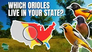 How to Identify Every Oriole in the United States! (An Identification Guide with Range Maps)