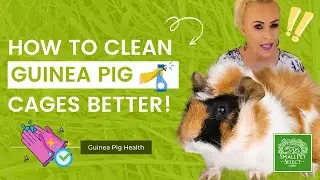 How Often Should I Clean My Guinea Pig Cage