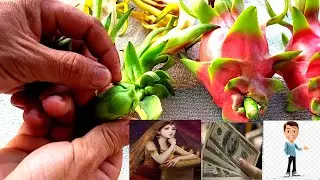 Dragon Fruit- How to identify male and female fruit Which fruit has high economic value - pitahaya