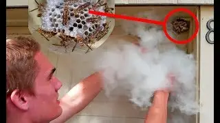 Dry Ice vs Wasp Nest - Keeping Wasps as Pets