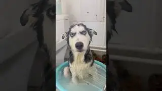 Husky Expectations / Reality🤣 Husky are the Queens of Drama | Huskies are pro at saying NO #husky