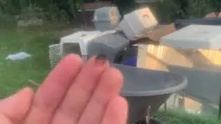 Rescuing a jumping spider from a bleach-soaked kennel!!!
