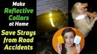 Make Reflective Collars at Home | Save Stray Animals from Road Accidents | Mugdha Khatri