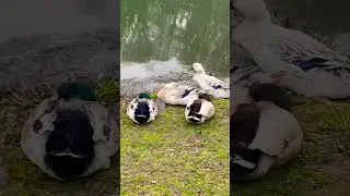 Cute Ducks Sleeping by a Pond near Hershey, Pennsylvania #animals #nature #wildlife