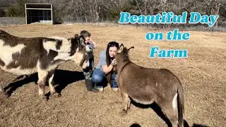 Intro to our Family Farm / Kaiser&rsquo;s Tour / Micro-Mini Donkeys, Mini Donkeys, Fainting Goats!!