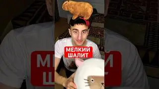 Мелкий шалит #юмор #рекомендации #прикол