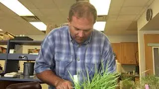 Zoysiagrass ID