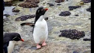 1/5 Saunders Island, West Falkland-Rockhopper,Magellanic & Gentoo Penguins