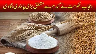 wheat Restriction | Ban by Punjab Govt 2025 | wheat rate today | wheat punjb policy in pakistan