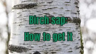 Tap a birch tree: Survival water source and healthy drink. Two methods.