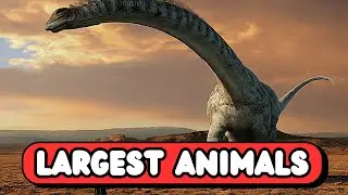 Top 10 Largest Animals to Ever Roam the Earth | Colossal Creatures That Defied Time | UZR Tube