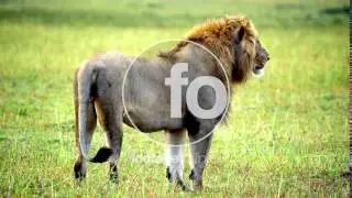 Lion Africa Stock footage 014983 UHD