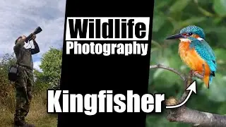 WILDLIFE Photography Vlog - I found a KINGFISHER