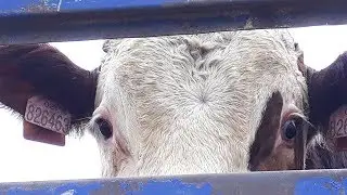 Transport of Young Bulls from Turkey to Iraq (2017)