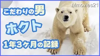 【ありがとうホクト】リラとの繁殖から円山動物園4つのプールを制するに至るまでの1年3ヶ月のホッキョクグマ記録映像〜Hokuto the Polar Bear at Maruyama zoo