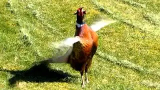 Common pheasant male making a loud sound for attention