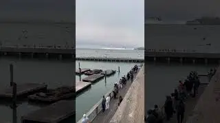 Pier 39 #sanfrancisco #seals