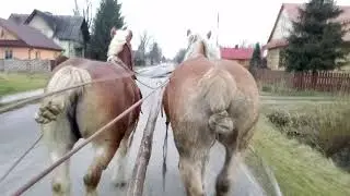 Klacze Zimnokrwiste