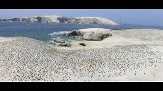 Guarding the World&rsquo;s Finest Guano: A Story of Ecology and Economy