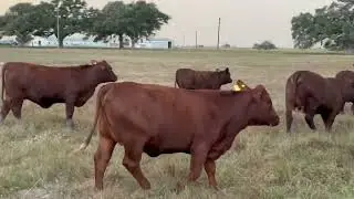 American Reds, Santa Gertrudis, Super American and Brangus Bred heifers 