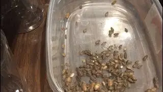 How to Clean and Sort Dubia Roaches