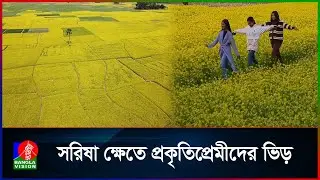 হলুদ বরণে সেজেছে রুপগঞ্জের দিগন্তজোড়া মাঠ