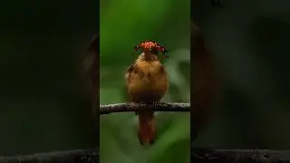 Tropical royal flycatcher
