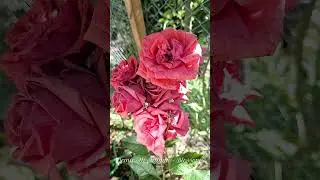 Secret tool for accelerating your Blossom's growth 🌺