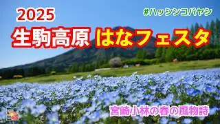 【生駒高原】2025はなフェスタ　ネモフィラと夷守岳のコラボをどうぞ　宮崎県小林市　宮崎観光　散歩