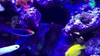 Lost Reef 75g aquarium with new Vortech MP10w and Reefbrite LEDs