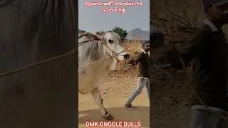 !!Giddaluru auto Narayana gari senior bull #youtubeshorts #shorts #trendingshorts