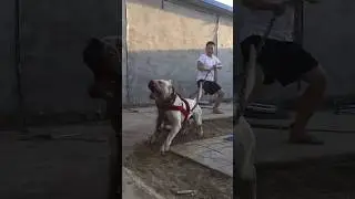 The Most Aggressive Dogo Argentino in the World