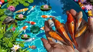 Unboxing goldfish type, veil tail, blakat fish, catching fish, koi fish, spade tail