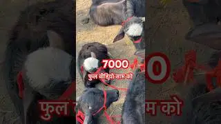 Niliravi katiya sell #music #song #love #murrah #cow #baffalo #dairyfarm #murraha #farm #pashumandi