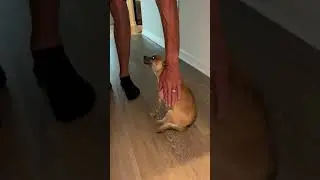 Burping Chihuahua