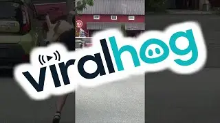 Golden Retriever Protests Leaving Brewery || ViralHog