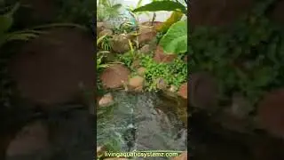 FFG MAG India Pond !