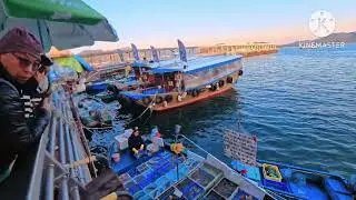 Giant Fish(Woah!The fish is huge) Walking in Saikung Pier #highlights #enjoy #amazing 