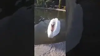 my pet duck adam first swim🦆🦆my duck in flaing 🦅🕊️ adam pop #duck #pets #swming  #youtube #shots #4k