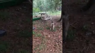 Finkle, Einhorn, and Their Goatload of Hay (Bonus Footage)
