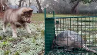 He or She Will Kill!? Armadillo Trapped&hellip; Which Water Wolf Went In for the Kill? 😳