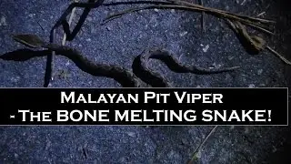 Thailand's Bad, Bad Snake - Malayan Pit Viper